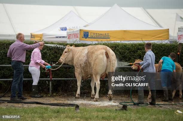 Cattle are washed on the first day of The Royal Cheshire County Show at Tabley, near Knutsford, northern England on June 19, 2018. - The agricultural...