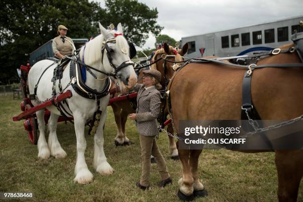 Women control and groom shire horses before entering a display ring on the first day of The Royal Cheshire County Show at Tabley, near Knutsford,...