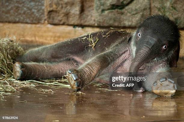 Newborn elephant baby "Dimas" lies on the ground in its enclosure on March 19, 2010 at the Tierpark Berlin-Friedrichsfelde zoo, where it was born on...
