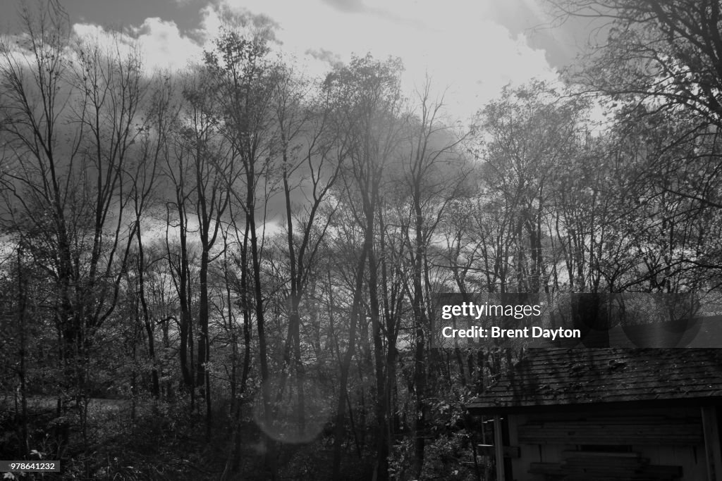 Trees and old cottage