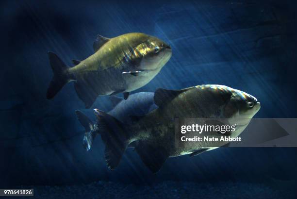 colossoma macropomum black pacu - pacu fish stock pictures, royalty-free photos & images