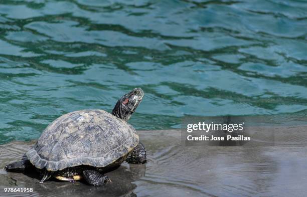 Turtle Back3 Turtle Back Photos and Premium High Res Pictures - Getty Images
