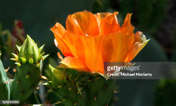 prickly pear cactus flower - cactus blossom stock pictures, royalty-free photos & images