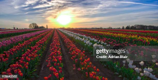 sunset over wooden shoe tulip farm, woodburn, oregon, usa - woodburn fotografías e imágenes de stock