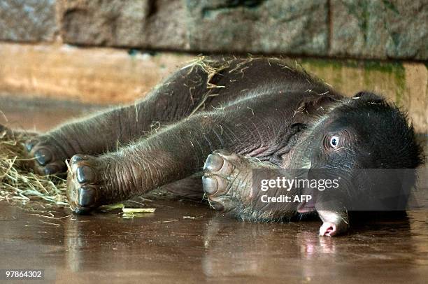 Newborn elephant baby "Dimas" lies on the ground in its enclosure on March 19, 2010 at the Tierpark Berlin-Friedrichsfelde zoo, where it was born on...