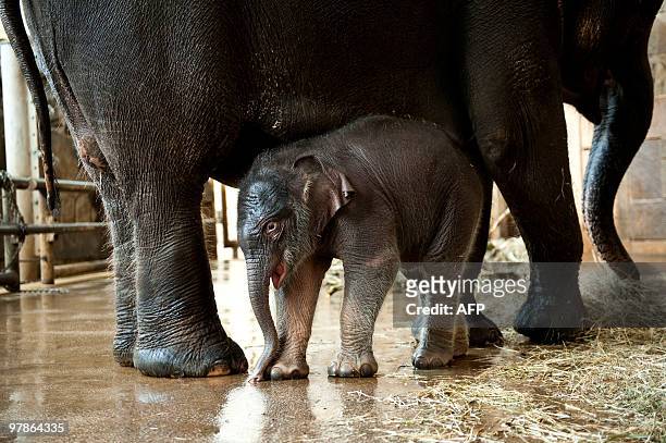 Newborn elephant baby "Dimas" stands next to his mother in its enclosure on March 19, 2010 at the Tierpark Berlin-Friedrichsfelde zoo, where it was...