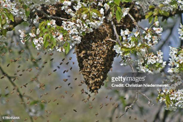 honey bee swarm on blooming tree, alsace - beehive stock pictures, royalty-free photos & images