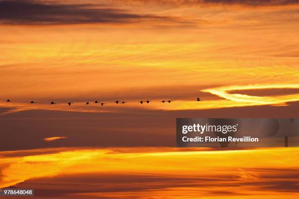 lever de soleil sur le lac du der - lever du soleil 個照片及圖片檔