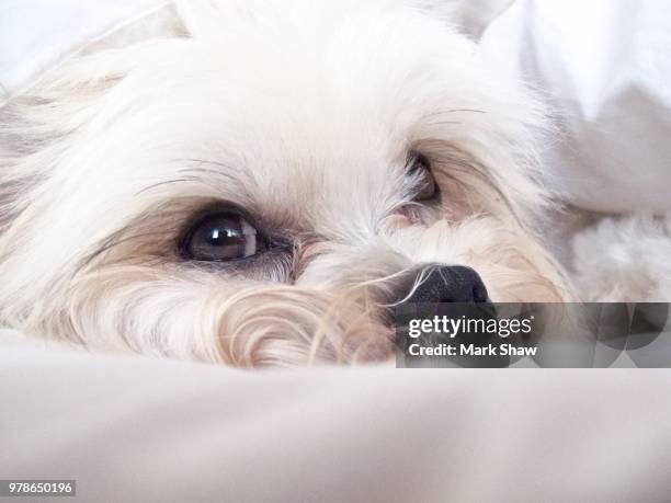 eva in bed - eva shaw stock pictures, royalty-free photos & images