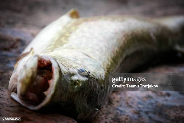 dead fish - teemu tretjakov stock pictures, royalty-free photos & images