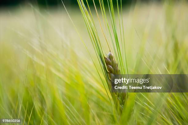 fresh grain - teemu tretjakov stock pictures, royalty-free photos & images