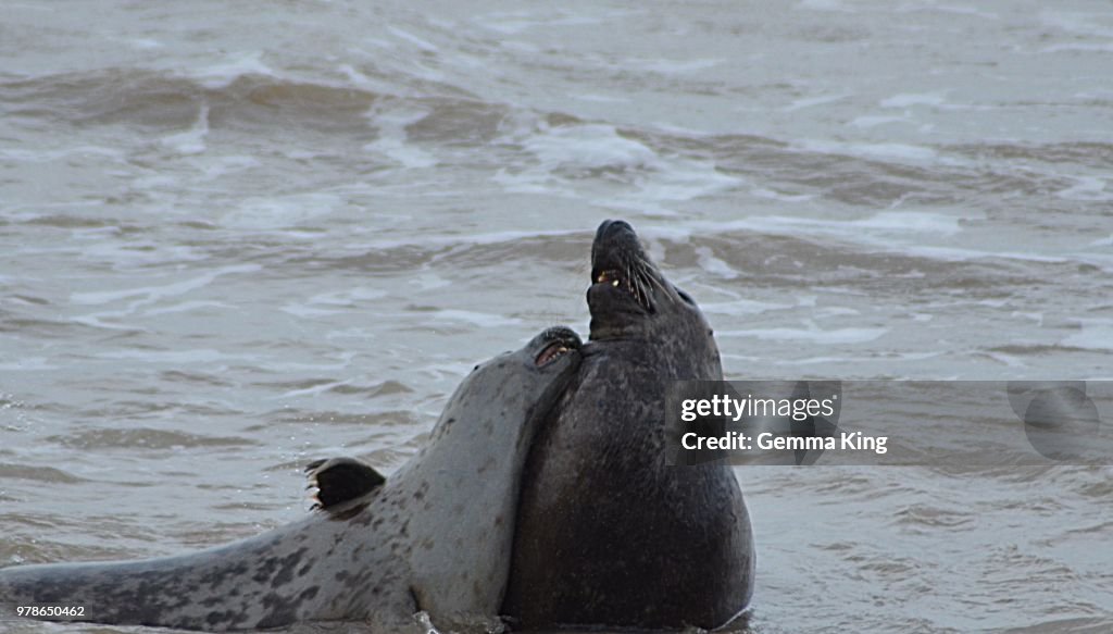 Seals