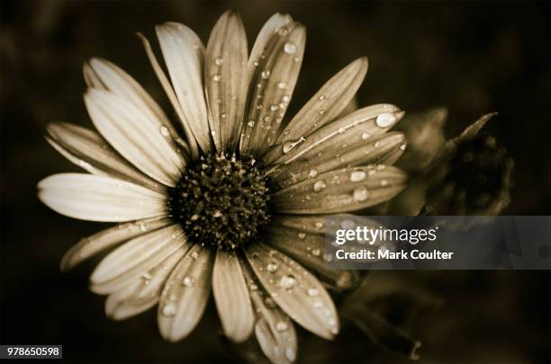 close-up view of daisy flower covered with water drops - coulter stock pictures, royalty-free photos & images