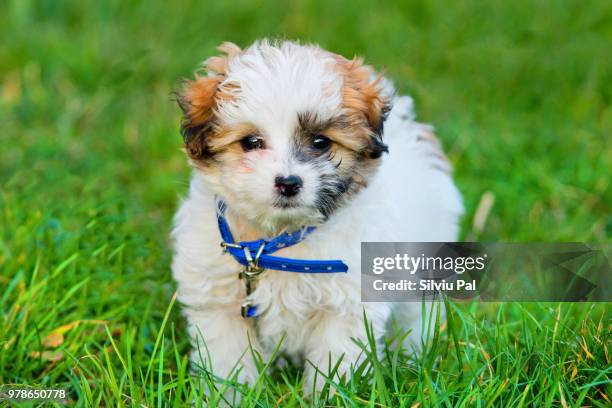 little cute dog - havanese stock pictures, royalty-free photos & images