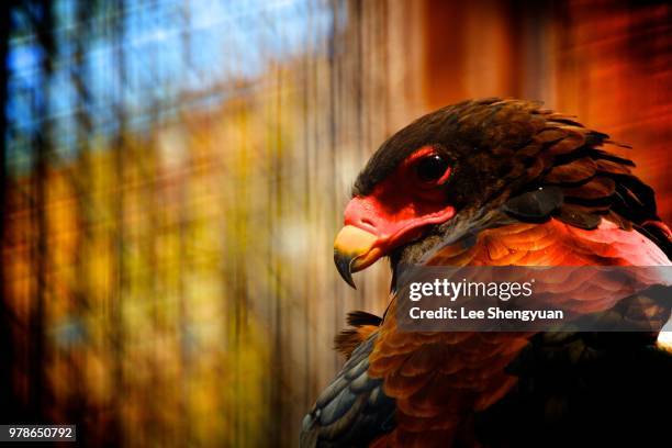 eagle - bateleur eagle 個照片及圖片檔