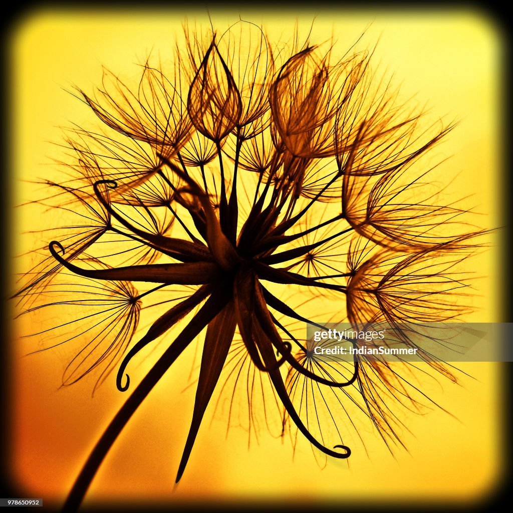 Dandelion