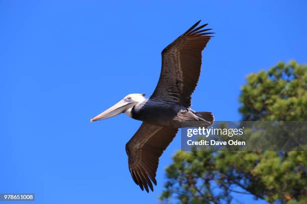 Pelican High-Res Stock Photo
