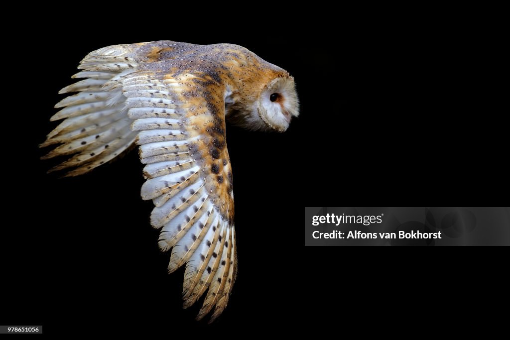 Owl In Flight Inlay Black Barn Owls In Flight