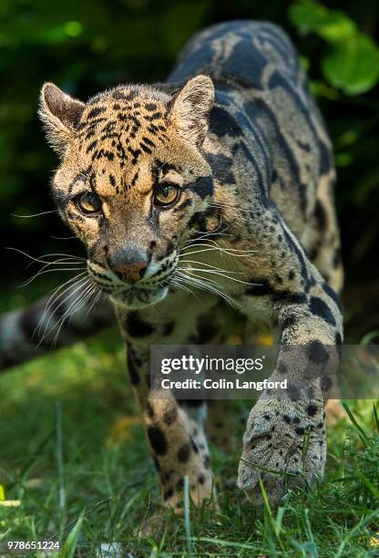 clouded leopard series - neofelis nebulosa stock pictures, royalty-free photos & images