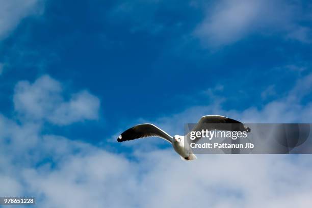 freedom - jib stock pictures, royalty-free photos & images