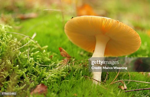 white mushroom with gills on forest floor - fungus part stock pictures, royalty-free photos & images