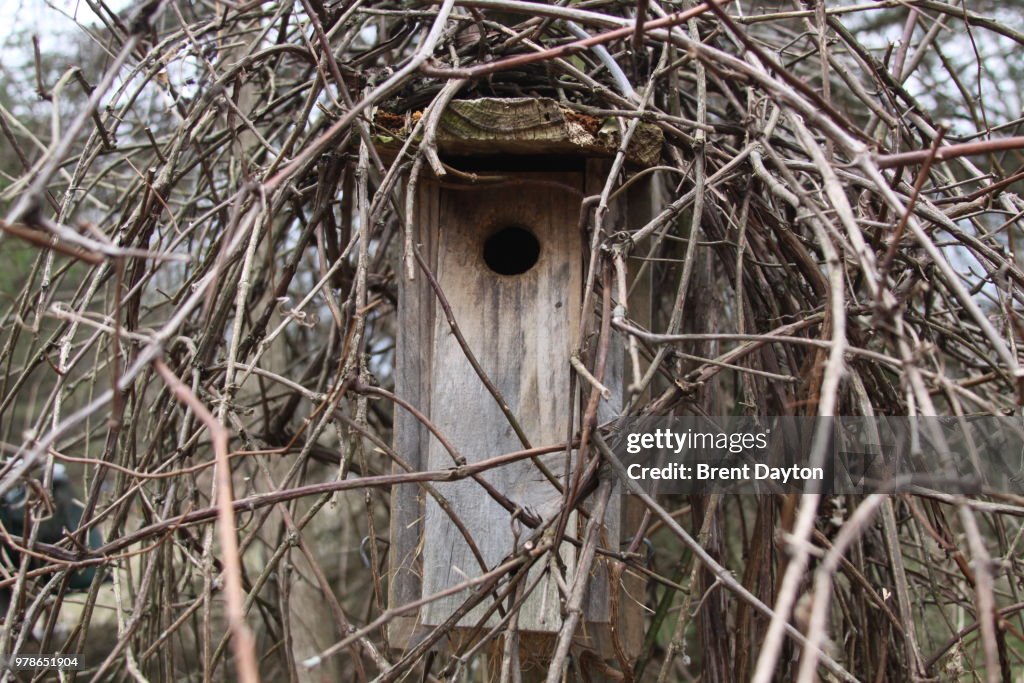 Birdhouse among twig