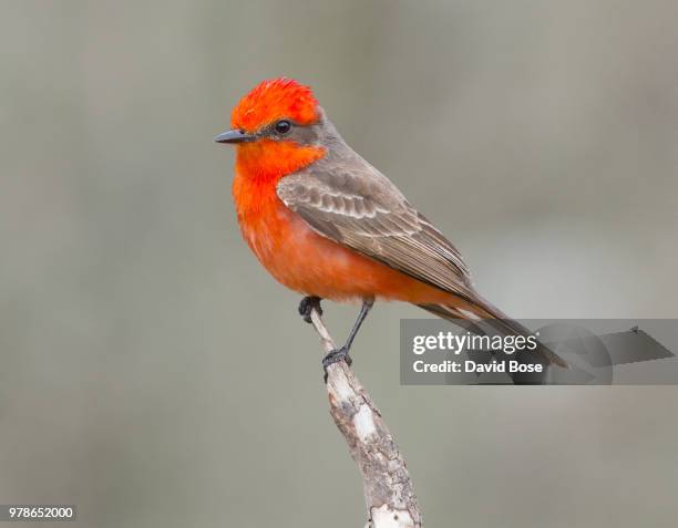 Vermillion Raddock 79 Vermillion Flycatchers Stock Photos, High-Res Pictures, and Images ...