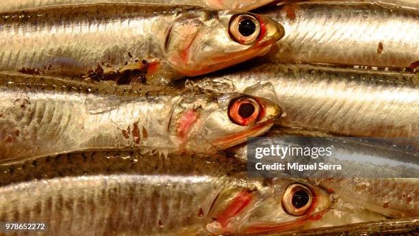 sardinas - sardinas ストックフォトと画像