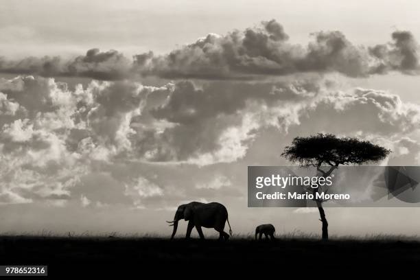 silhouette of elephants against cloudy sky, maasai mara, narok county, kenya - narok fotografías e imágenes de stock