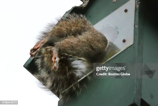 Squirrel climbs into a bird feeder on a telephone pole at the entrance to the Belle Isle Reservation in Revere, MA on June 13, 2018.