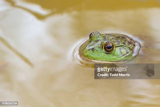 american bullfrog (rana catesbeiana) in water, arizona, usa - american bullfrog stock pictures, royalty-free photos & images
