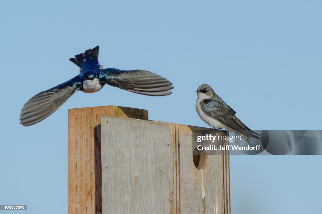 Tree swallows (Tachycineta bicolor) on birdhouse