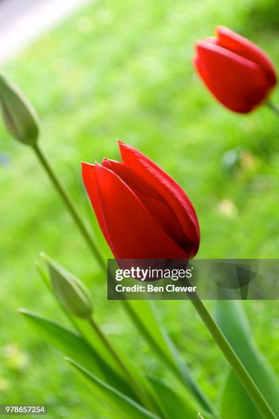 red tulip - clewer photos et images de collection