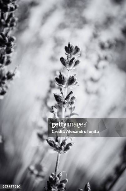 lavendel - lavendel - fotografias e filmes do acervo