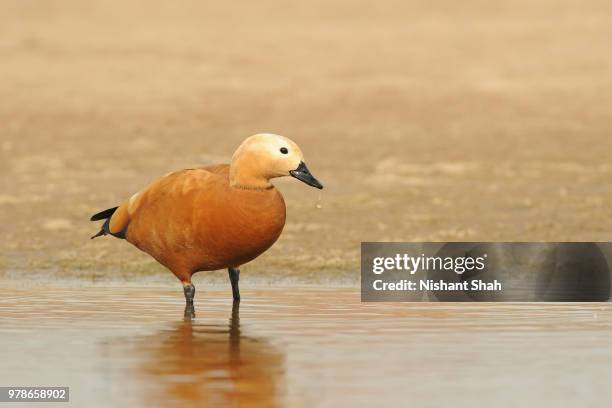 ruddy shelduck - ruddy shelduck stock pictures, royalty-free photos & images