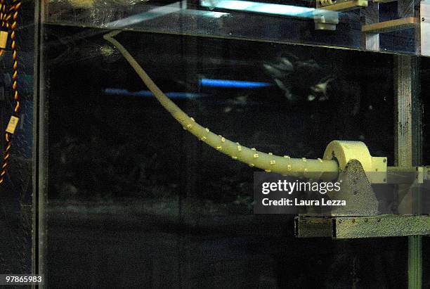 One of the tentacles of the 'Octopus Project' robot built by researchers at the Sant'Anna School of Pisa inside a tank run by the Centro di Ricerca...