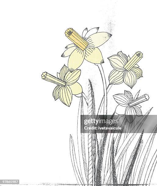 spring flowers - daffodil isolated stock illustrations