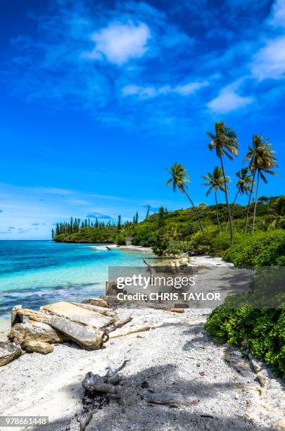 isle of pines - new caledonia stock pictures, royalty-free photos & images