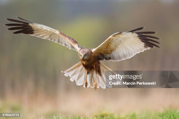 marsh harrier - marsh harrier stock pictures, royalty-free photos & images