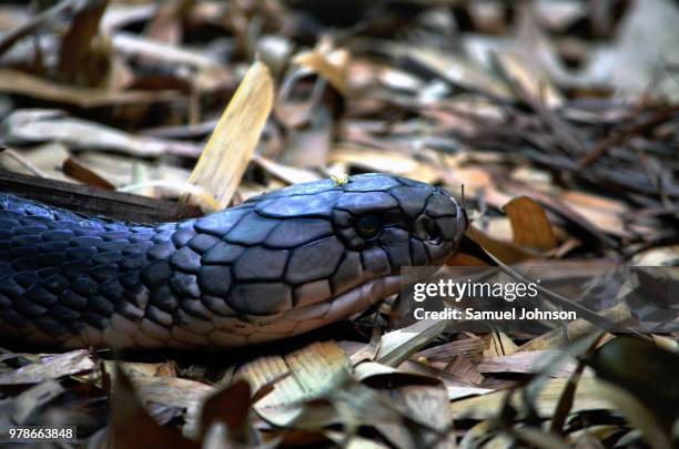 593 King Python Stock Photos, High-Res Pictures, and Images - Getty Images