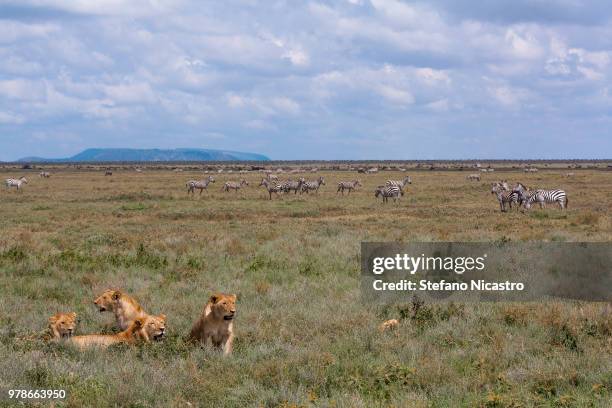Stefano Felis Photos and Premium High Res Pictures Getty Images