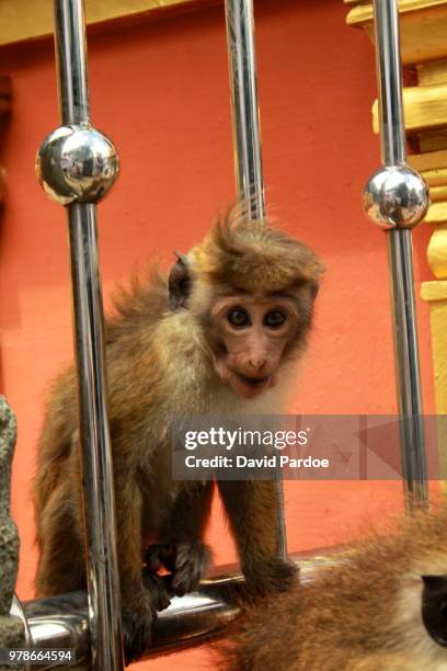 toque macaque - omnivorous stock pictures, royalty-free photos & images