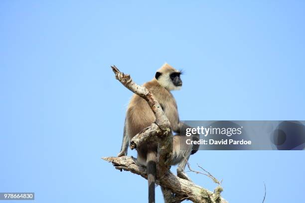 gray langur sitting on top of a tree - omnivorous stock pictures, royalty-free photos & images