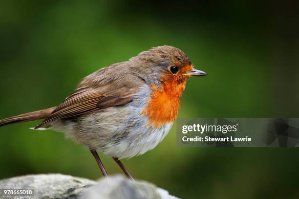 a robin in ambleside - ambleside stock pictures, royalty-free photos & images