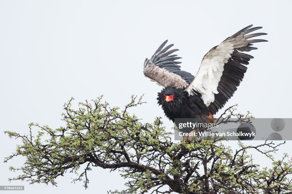 Bateleur