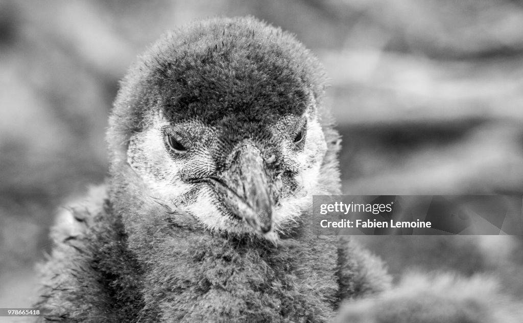 Baby penguin