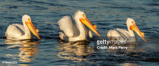 pelicans swimming in water, mississippi, usa - mississippi river stock-fotos und bilder
