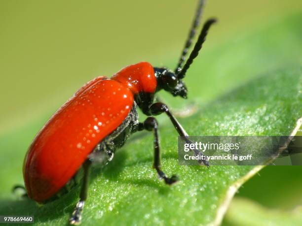 Intethe Insect Insecte Photos and Premium High Res Pictures - Getty Images
