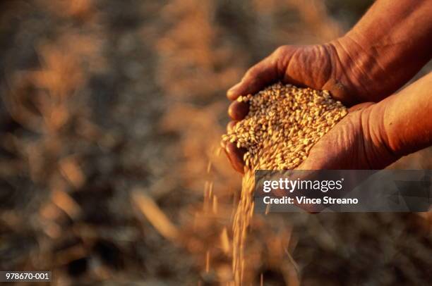 farmer holding grain, usa - grains stock pictures, royalty-free photos & images