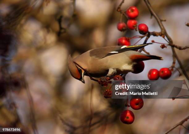waxwing feeding 2 - crab apple tree stock pictures, royalty-free photos & images